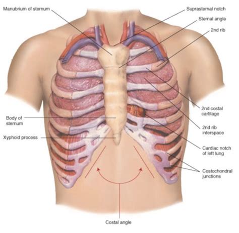 The Thorax And Lungs Flashcards Quizlet