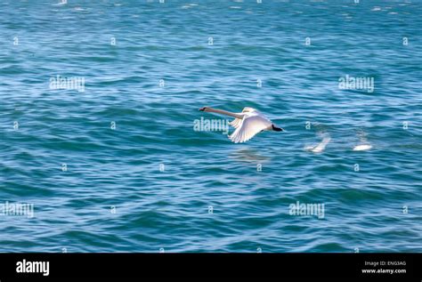 white swan flying Stock Photo - Alamy