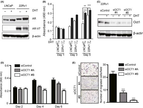 Knockdown Of Octamer Transcription Factor Oct Reduces