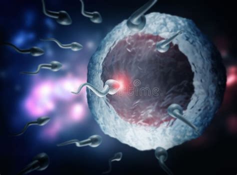 Sperm And Egg Stock Illustration Illustration Of Genetically