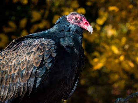 Turkey Vulture Nesting (Behavior, Eggs + Location) | Birdfact