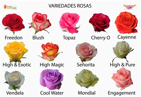 Cosas Que No Sabias De La Rosa Noticias Tm Rose Varieties Flower