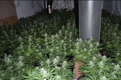 Police Find Hundreds Of Cannabis Plants After Raid On Town Centre