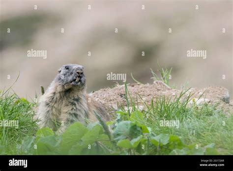 Alpine marmot on burrow (Marmota marmota Stock Photo - Alamy