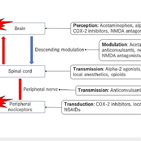 Multimodal Analgesia For Postoperative Acute Pain Cox Cyclooxygenase