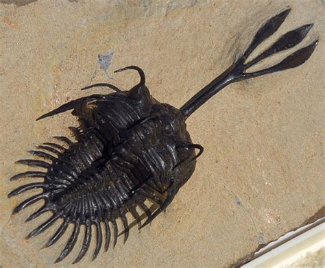 The Strangest Cambrian Creatures Ever Discovered