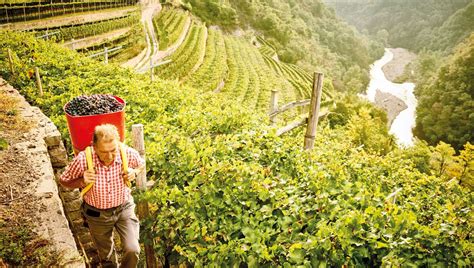 Vendemmia A Mano E Muretti A Secco Viticoltura Eroica In Trentino La