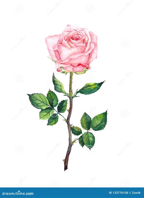 One Pink Rose With Buds Leaves Watercolor Art Stock Illustration