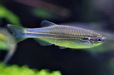 Leopard Danio - Danio rerio Fish Profile & Care Guide