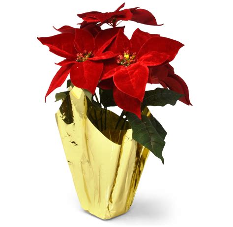 T Boutique 16 Potted Red Poinsettia Plant Pot With 5