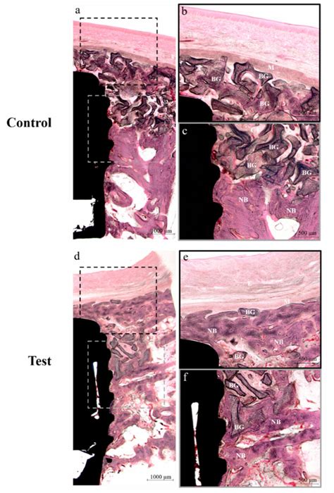 Histological Sections Images Stained With Hematoxylin Eosin H E