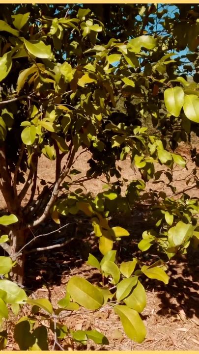 Powerful Moment From Wifey Gets Fully Nude In Public Exhibitionist Dare XHamster