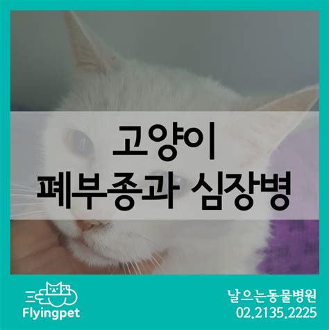 고양이 심근비대증의 진단과 치료 고양이hcm 고양이심부전 고양이폐부종 고양이rcm 고양이심장병 고양이흉수 고양이비대성심근증 고양이확장성심근증 고양이타우린