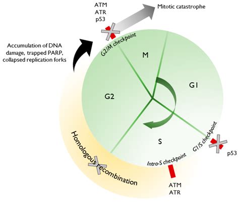 Cancers Free Full Text Parp Inhibitor Resistance Mechanisms And