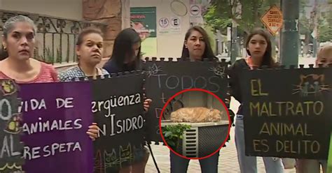 San Isidro Vecinos Denuncian Envenenamiento De Gatos El Maltrato