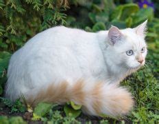 El Gato Van Turco Colores Cuidados Precio Razas De Gatos