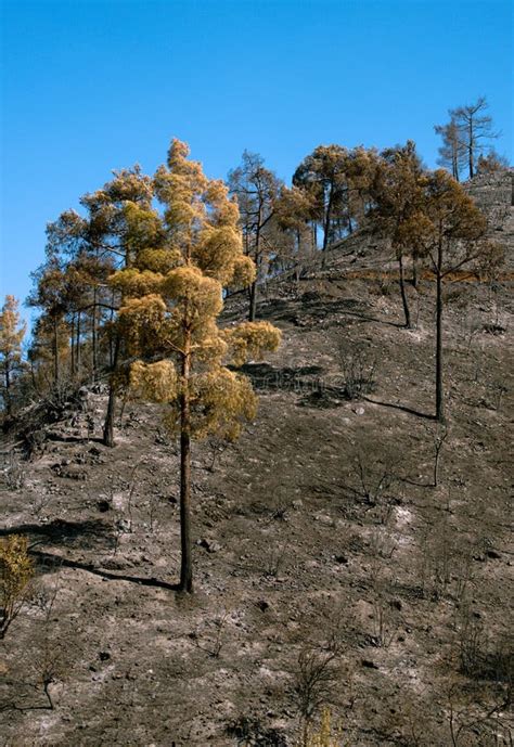 Alberi Bruciati Da Forest Fire Fotografia Stock Immagine Di Cratere