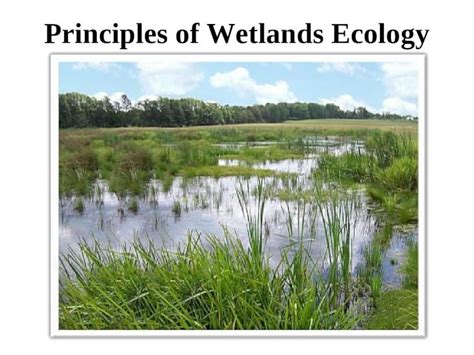 Ppt Principles Of Wetlands Ecology Topics Covered In This Lecture