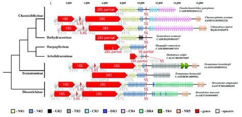 Ribosomal Genes Encoding The 18S 5 8S 28S And 5S RRNA Found In WGS