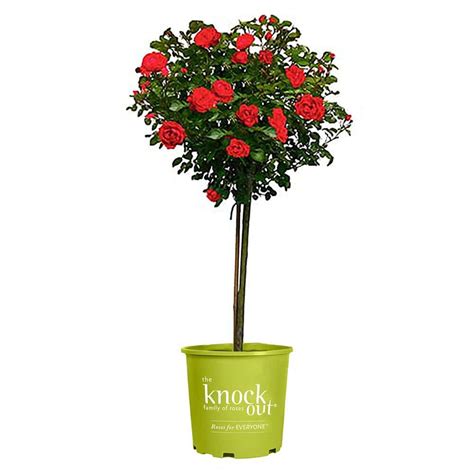 KNOCK OUT 3 Gal Red Double Knock Out Rose Tree With Red Flowers 13560