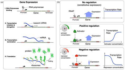 The Regulation Steps In Gene Expression Download Scientific Diagram ...