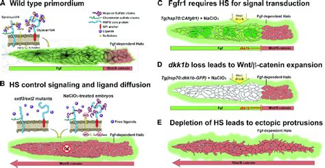 Hspgs Control Cell Polarity Ligand Distribution And Activation Of Wnt