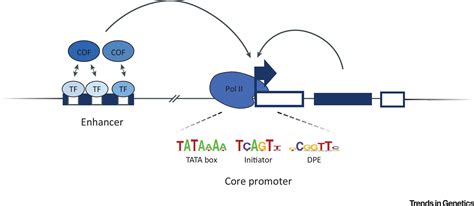 Regulatory Enhancer Core Promoter Communication Via Transcription