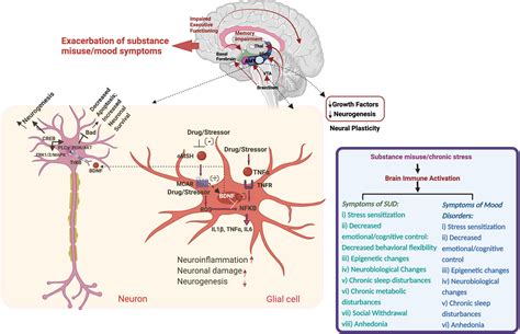 Frontiers Inflammatory Markers In Substance Use And Mood Disorders A