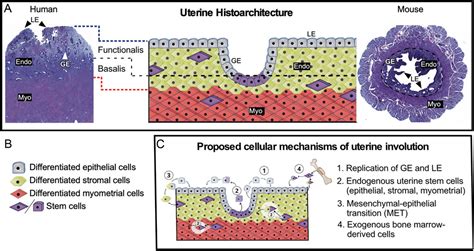 The Role Of Stem Cells In Uterine Involution In Reproduction Volume