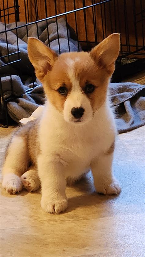 Our 8 Week Old Corgi Her Name Is Millie She Is A Sweetheart R Corgi