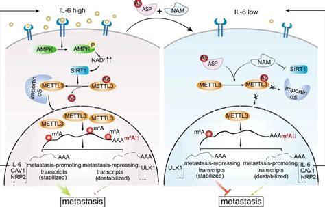 Nature子刊 厦门大学发现mettl3乙酰化通过调节其核和胞质功能，来阻止癌症转移 知乎