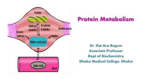 The proteins metabolism