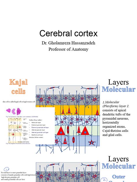 Cerebral Cortex | PDF | Cerebral Cortex | Pyramidal Cell