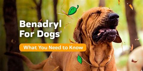 Benadryl For Dogs: What You Need To Know – Innovet Pet