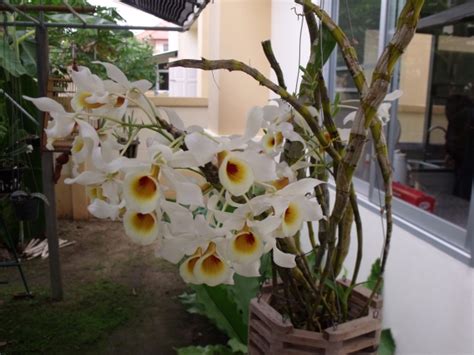 Dendrobium Signatum Bilder Und Fotos Pflanzenforum