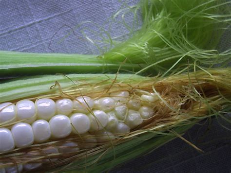 Aprender Acerca 111 Imagen Propiedades Del Cabello De Elote Abzlocal Mx