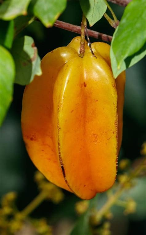 Como Plantar Pé De Carambola Averrhoa Carambola Rfloresejardins