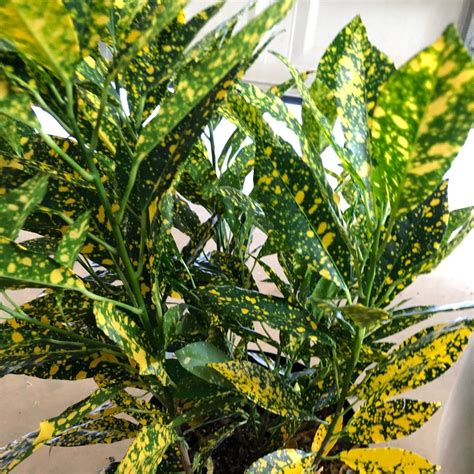 Gold Dust Croton Plants Water Plants Plant Information