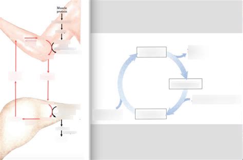 Amino acid degradation & catabolism Diagram | Quizlet