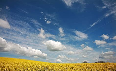 Beautiful Canola Field Summer Sunflower Field Seasons Summer