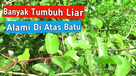 Mengenal Bahan Bonsai Rukem Di Alam Liar YouTube