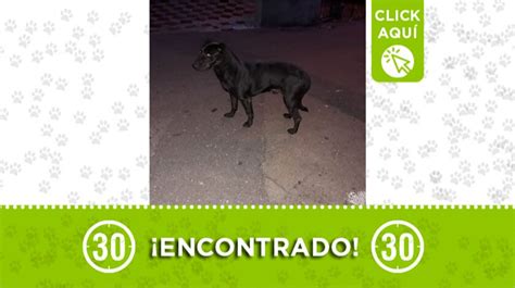 Este Perrito Fue Hallado Deambulando Por Pedregal Lo Reconoce Minuto