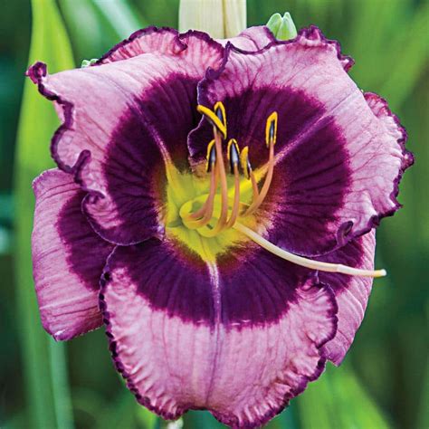 Reviews For Spring Hill Nurseries Macbeth Reblooming Daylily Dormant