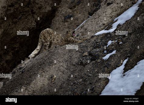 Wild Snow Leopard in Himalayas Stock Photo - Alamy