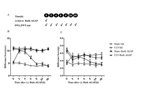 Intrathecal I T Post Treatment With Injection Of Bmk Agap Reversed