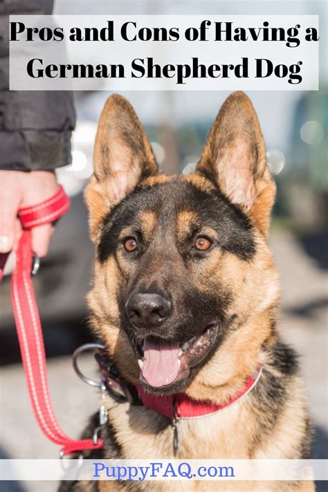 14 Pros And Cons Of Having A German Shepherd Dog Athletic Dogs Breeds