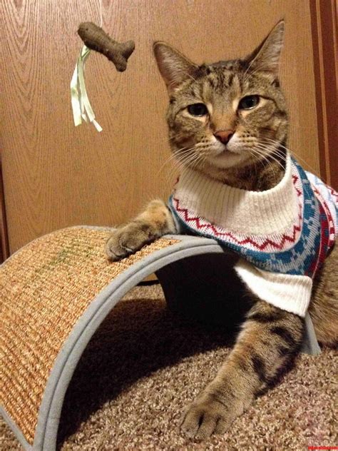 interesting facts on cats 2