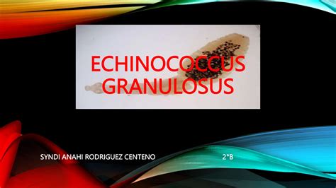 Echinococcus granulosus parásito 123 pptx Descarga Gratuita