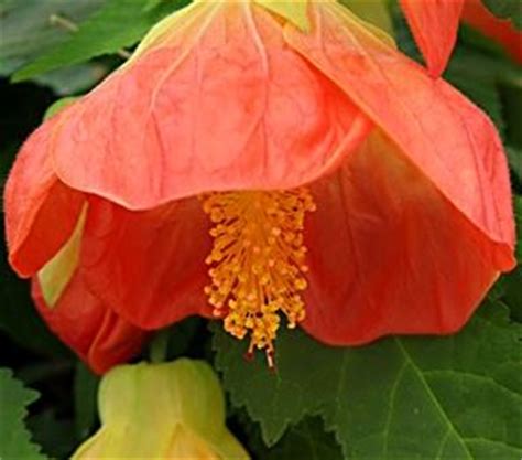 Abutilon Lucky Lantern Tangerine Common Name Chinese Lantern 175mm