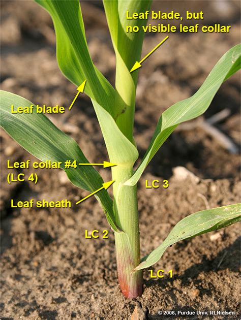 Determining Corn Leaf Stages Purdue University Pest Crop Newsletter